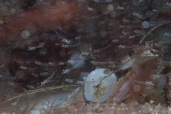 Mysidopsis major