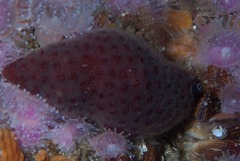 Alcyonidium nodosum