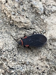 Melacoryphus rubicollis