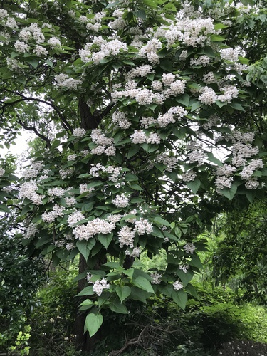 Catalpa speciosa