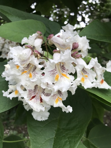 Catalpa speciosa