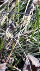 Carex ericetorum