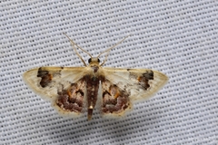 Idaea asceta
