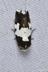 Bryolymnia marginata