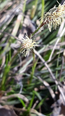 Carex ericetorum