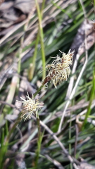 Carex ericetorum