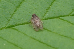 Tachycixius pilosus