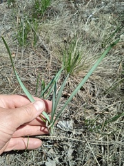 Allium strictum
