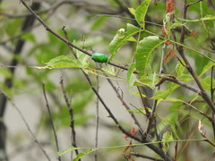 Heterorrhina elegans