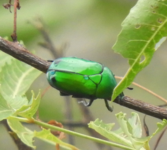 Heterorrhina elegans