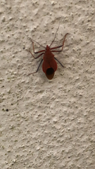 Cutocoris russatus