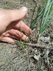 Allium rubens
