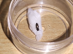 Salpingidae