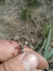 Allium rubens
