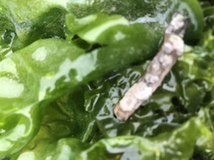 Jellyella tuberculata