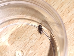 Salpingidae