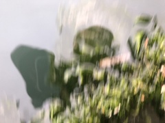 Jellyella tuberculata