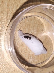 Salpingidae