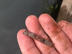 Jellyella tuberculata