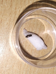Salpingidae