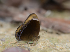 Mycalesis anaxias