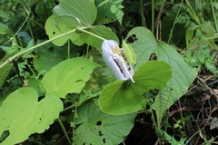 Apatelodes torrefacta