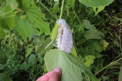 Apatelodes torrefacta