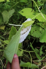 Apatelodes torrefacta