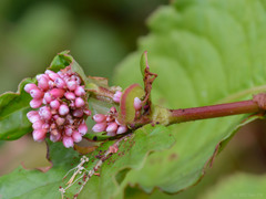 Heliophorus epicles