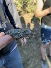 Sceloporus occidentalis