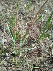 Allium strictum