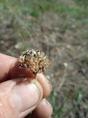 Allium strictum