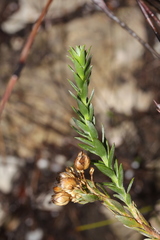 Lachnaea aurea