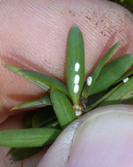 Madarococcus totarae