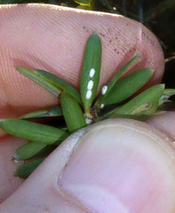 Madarococcus totarae