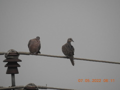 Streptopelia chinensis