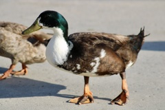 Anas platyrhynchos domesticus