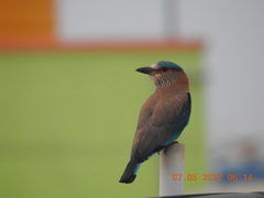 Coracias benghalensis