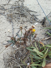 Sonchus megalocarpus