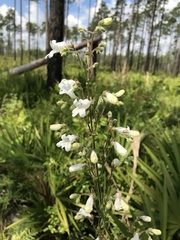 Penstemon multiflorus