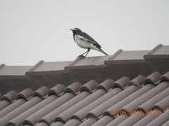 Motacilla maderaspatensis