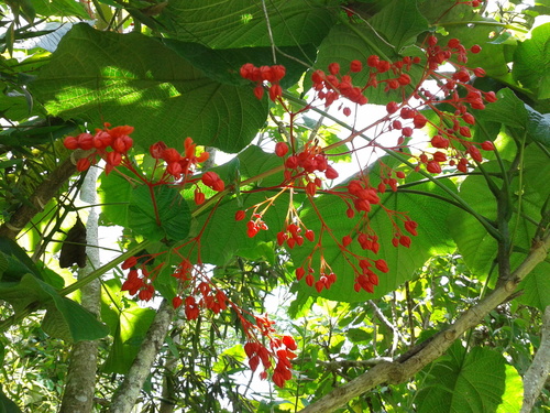 Java Glorybower (Clerodendrum speciosissimum) · iNaturalist