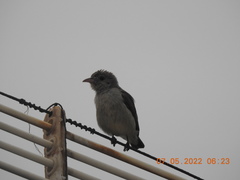 Dicaeum erythrorhynchos