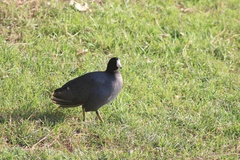 Fulica americana