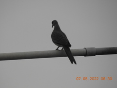 Streptopelia chinensis