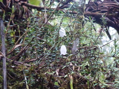 Disterigma pernettyoides