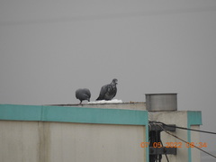 Columba livia domestica