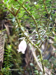 Disterigma pernettyoides