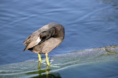 Fulica americana