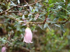 Disterigma pernettyoides